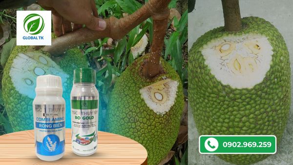 Nguyên nhân mít bị xơ đen