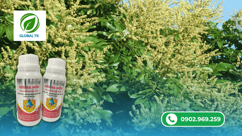 phân bón siêu ra hoa global tk - ra hoa đồng loạt, ra hoa nghịch vụ