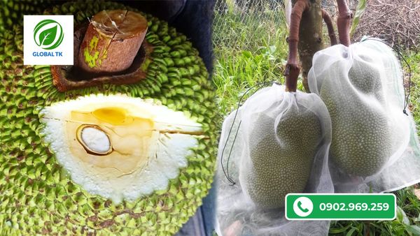 cach-su-dung-xo-nuoi-trai-mit