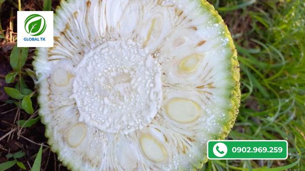 Nguyên nhân mít bị xơ đen