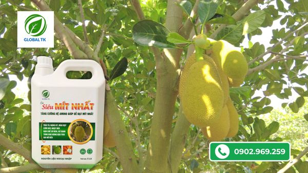 bi-quyet-thuc-lon-trai-mit-nhanh-nang-ky-dat-loai-1