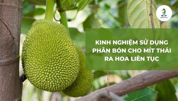 Cách phòng trừ bệnh thối nhũn trên mít