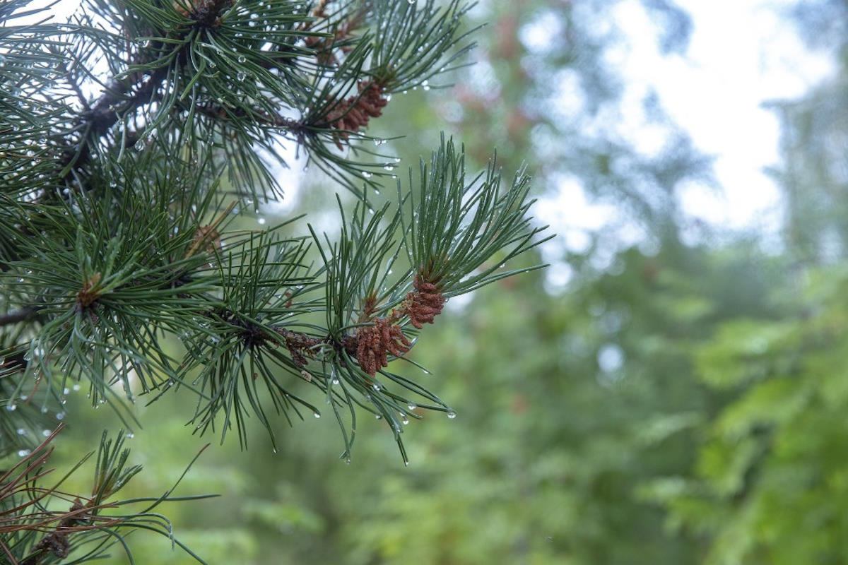 phương pháp hành thiền