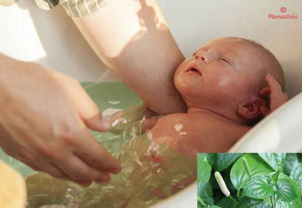 Trẻ sơ sinh tắm lá lốt dịu da, lưu thông khí huyết