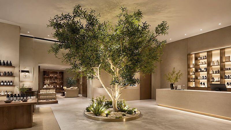 Cây ô liu giả trang trí trong showroom sang trọng