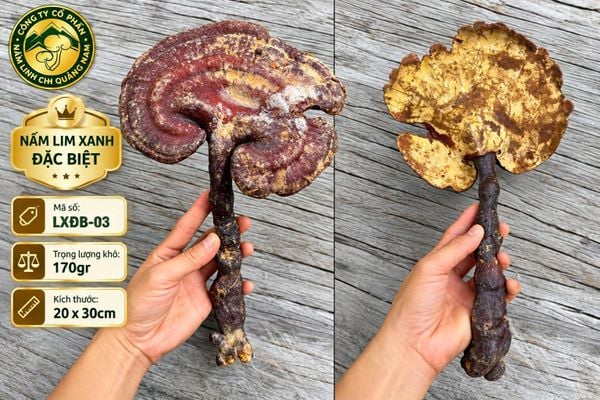 4 cây Nấm Lim Xanh thiên nhiên đặc biệt tổng trọng lượng khô - 600gr