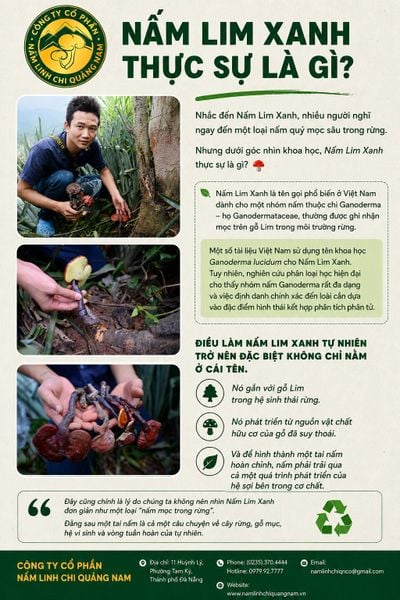 NẤM LIM XANH THỰC SỰ LÀ GÌ?