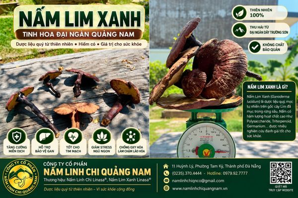 5 cây Nấm Lim Xanh thiên nhiên to to đặc biệt