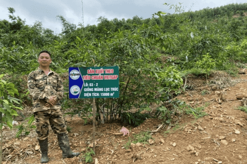 'Rừng vàng, măng ngọt' nuôi sống người dân Cây Thị