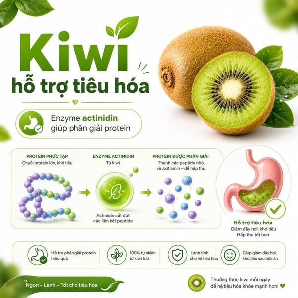 Hỗ Trợ Tiêu Hóa Hiệu Quả