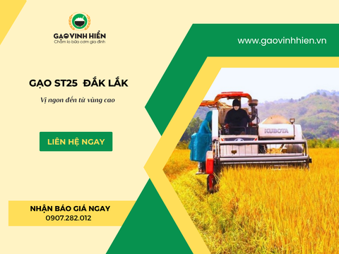 GẠO ST25 ĐẮK LẮK: TIỀM NĂNG MỚI VÀ TRẢI NGHIỆM VỊ NGON VÙNG CAO