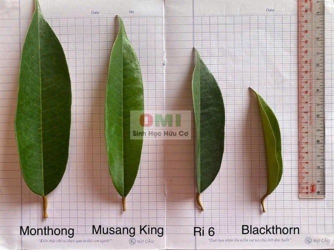 Sử dụng lưới mùng đen để che nắng và gió cho sầu riêng.