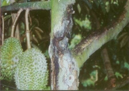 Một số ảnh hưởng của nấm Phytophthora palmivora
