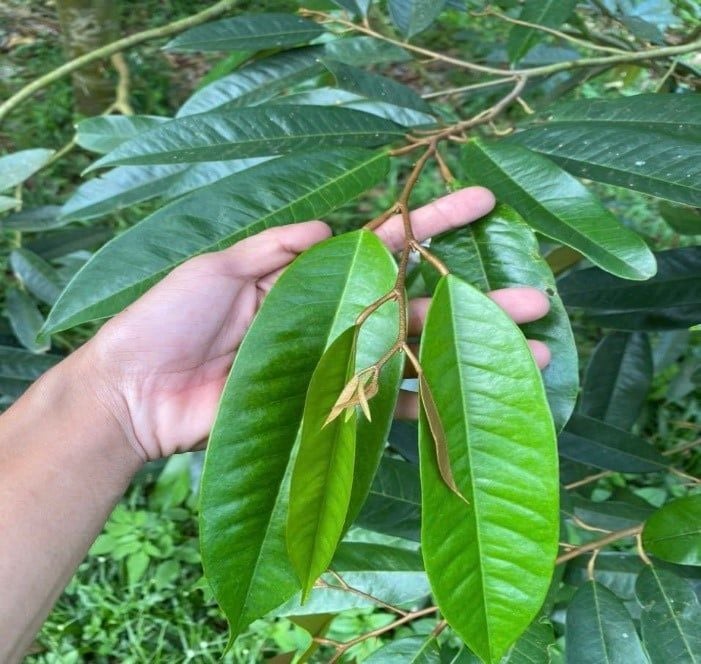 Thời điểm vào lân nung chảy
