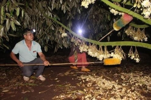 Quá trình thụ phấn nhân tạo trên sầu riêng