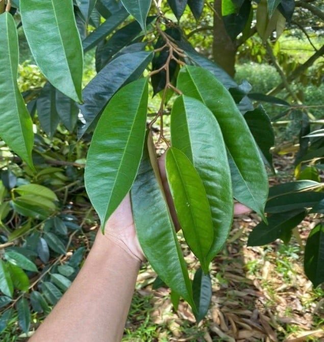 Thời điểm vô các loại phân chứa lân cao khác (khi lá lụa, mở hết)