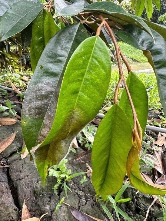Luộc lá do Rizoctonia Solani
