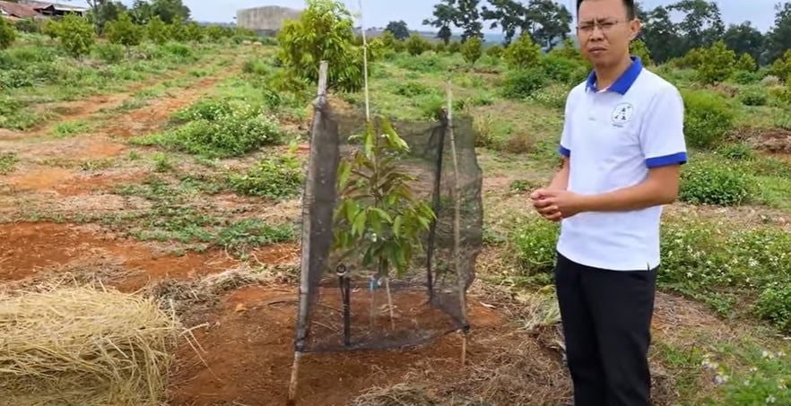 Sử dụng lưới mùng đen để che nắng và gió cho sầu riêng.