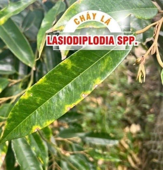 6. Cháy lá do Lasiodiplodia spp