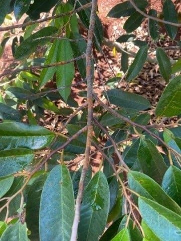 Nấm hồng trên sầu riêng