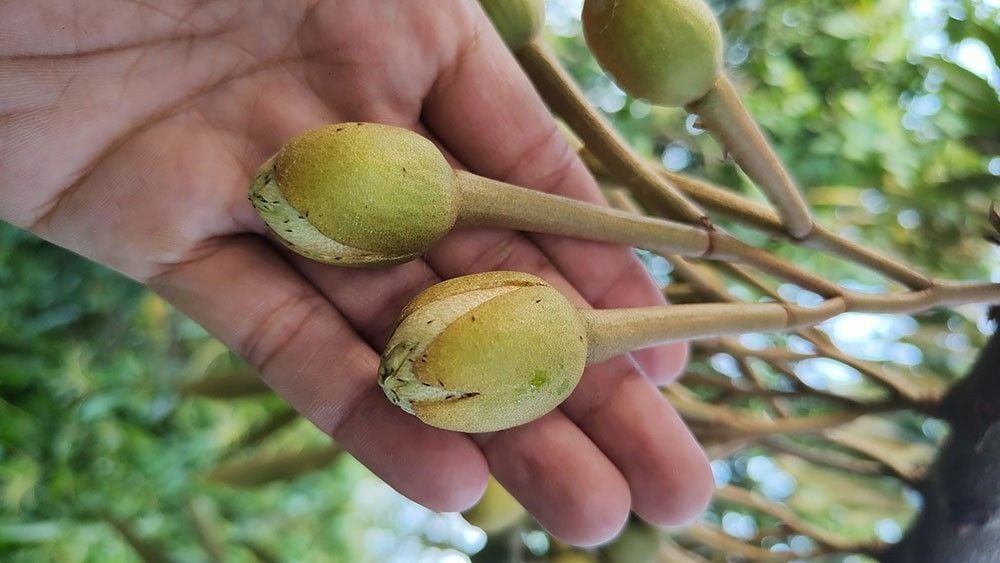 - Bọ trĩ bông