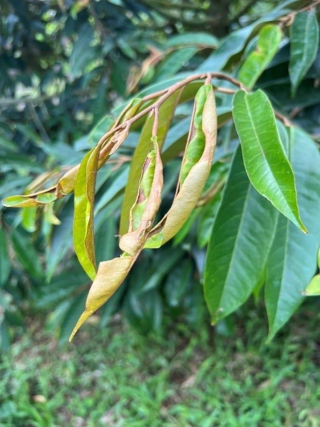 Rầy xanh