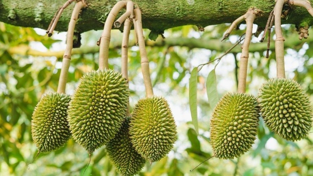 sầu riêng