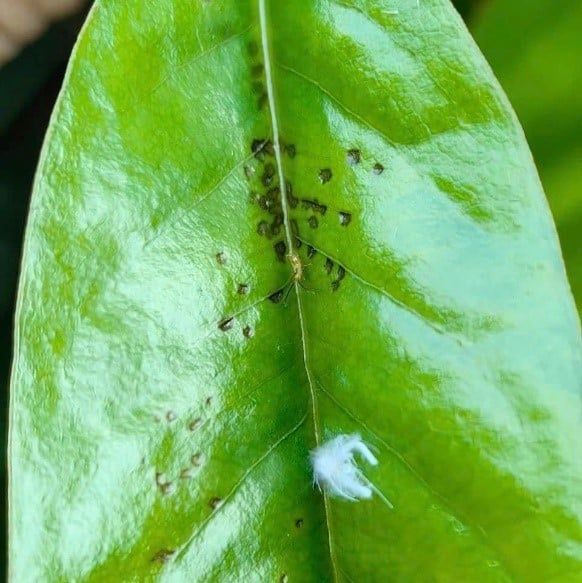 - Bọ xít muỗi