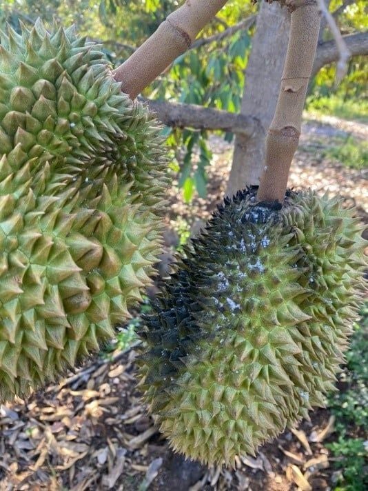 Rệp sáp