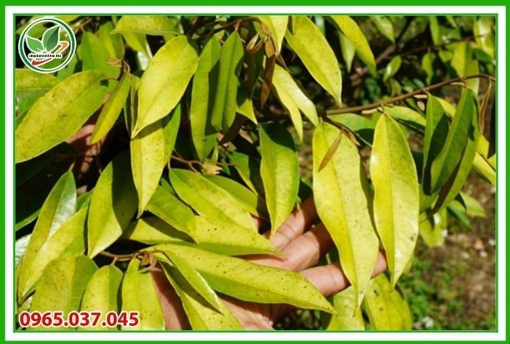 Tuyến trùng