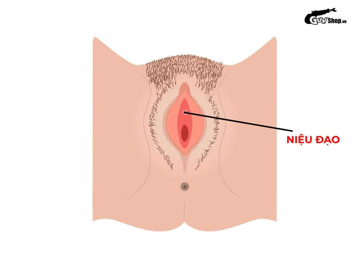 Lỗ niệu đạo nữ để làm gì