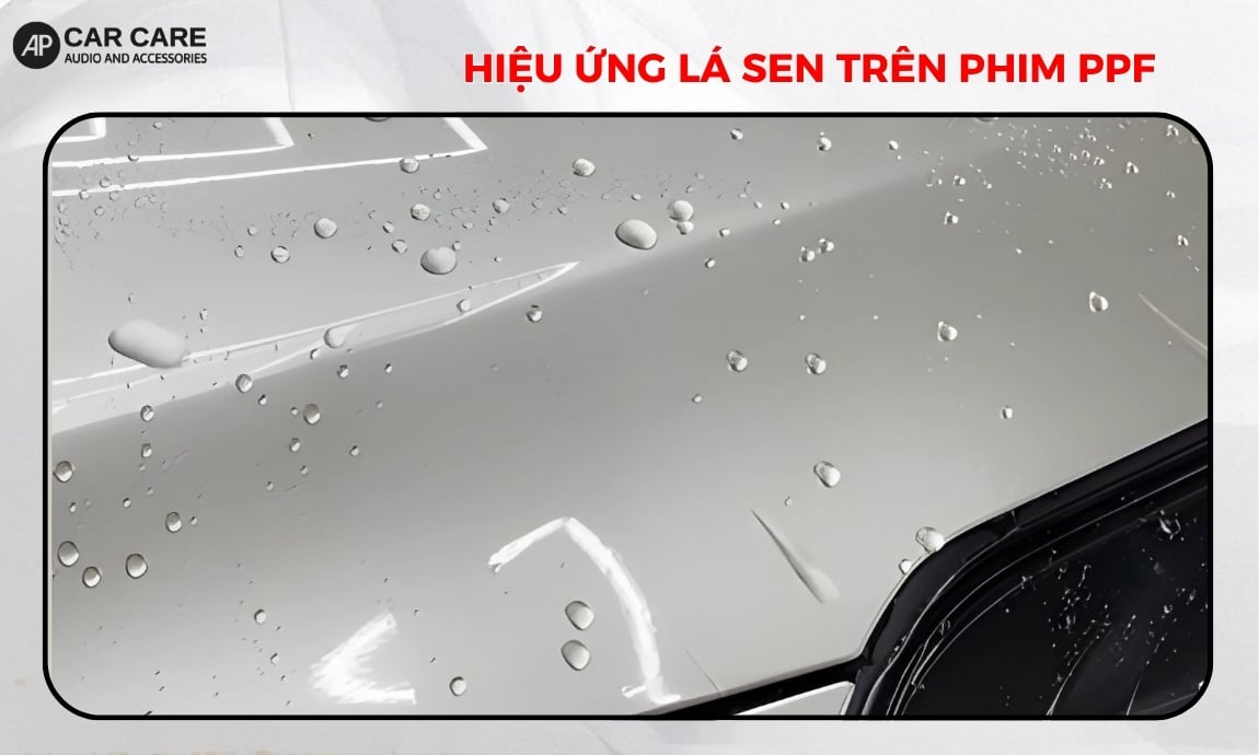 Hiệu ứng lá sen trên phim PPF là gì