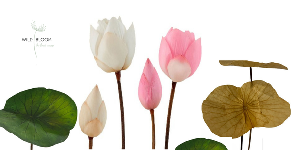 Hoa sen preserved là gì và khác hoa sen tươi như thế nào | Wild Bloom