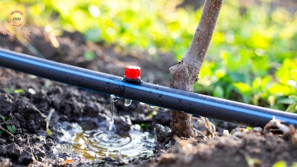 Kinh nghiệm mua ống nhựa lưới dẻo phù hợp cho hệ thống tưới tiêu trong nông nghiệp