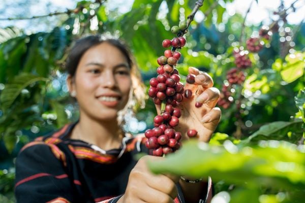 Cà phê 100% hái thủ công trái chín đỏ