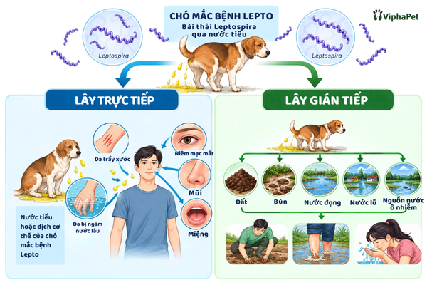 Hình 1: Ảnh minh họa đường lây truyền bệnh Lepto từ chó sang người. (Nguồn:ViphaPet)