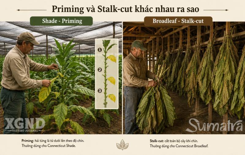lá thuốc xì gà, wrapper xì gà, cigar Connecticut, xì gà Maduro, Broadleaf Maduro