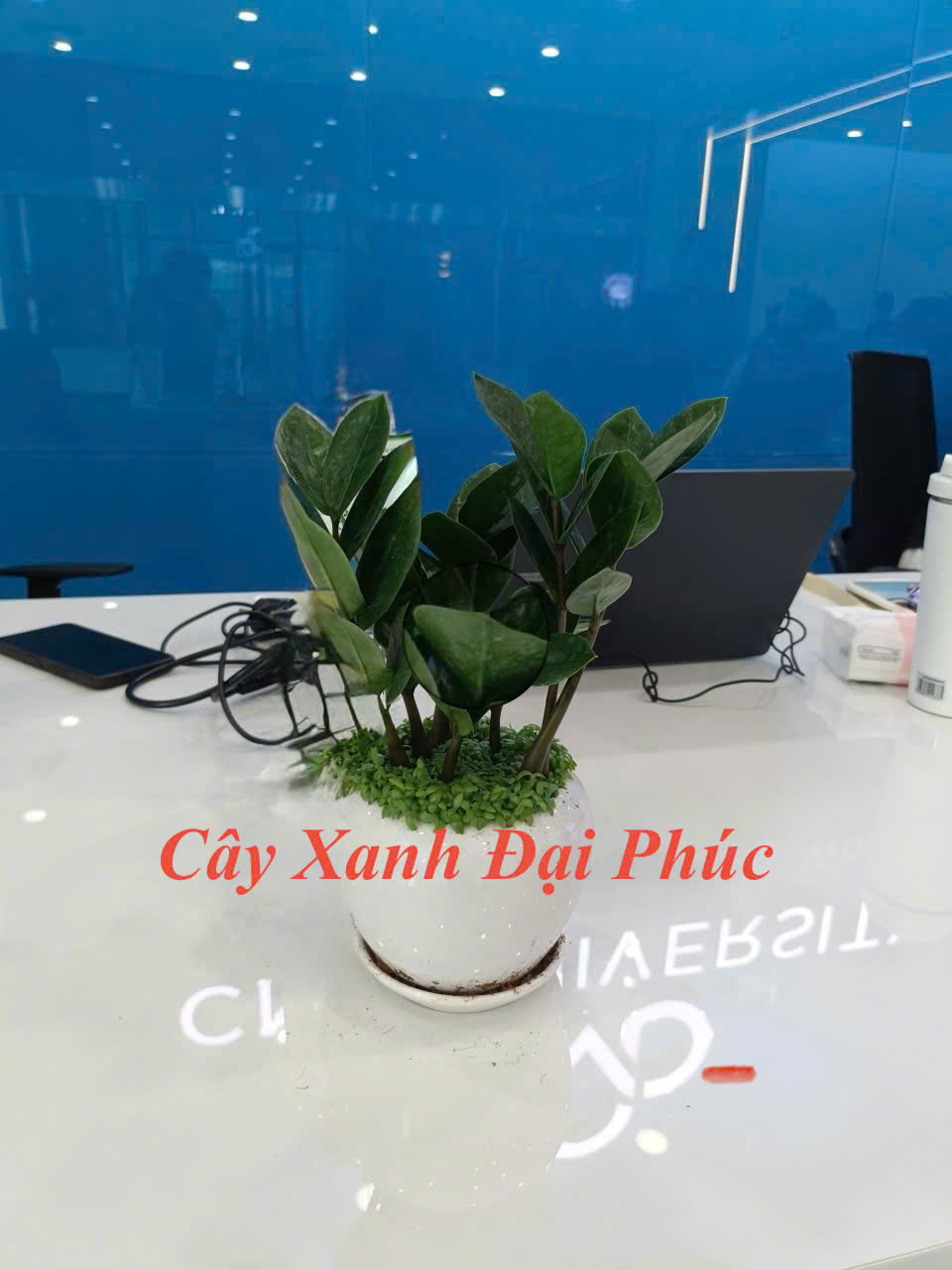 Cây kim tiền