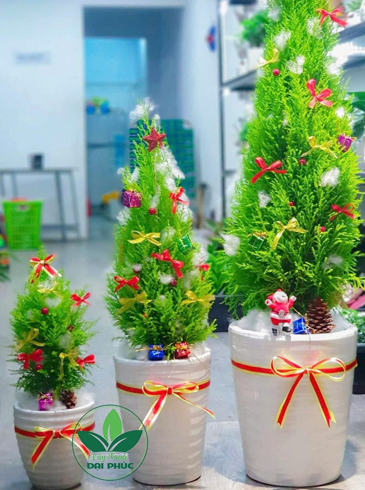 Cây thông noel