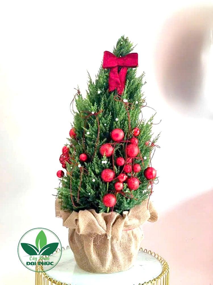 Cây thông noel