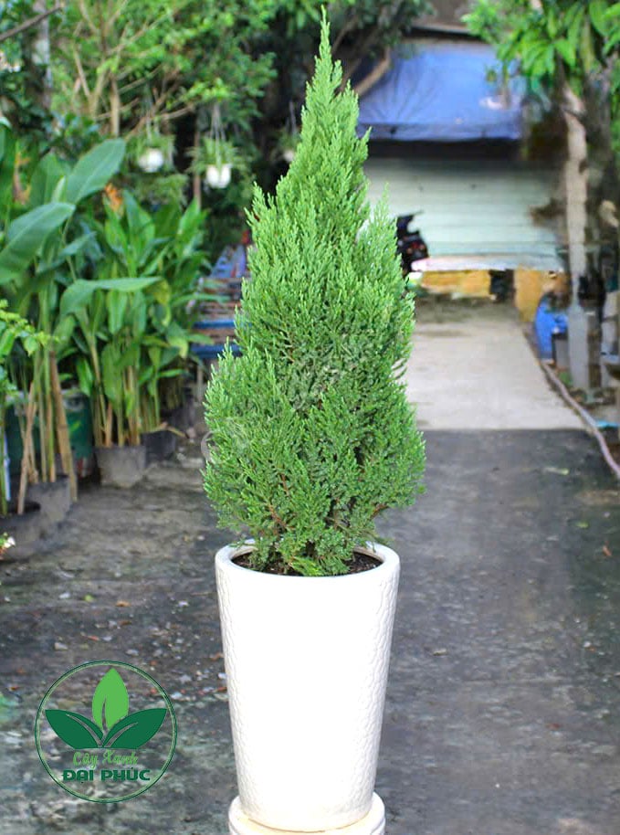 Cây thông noel