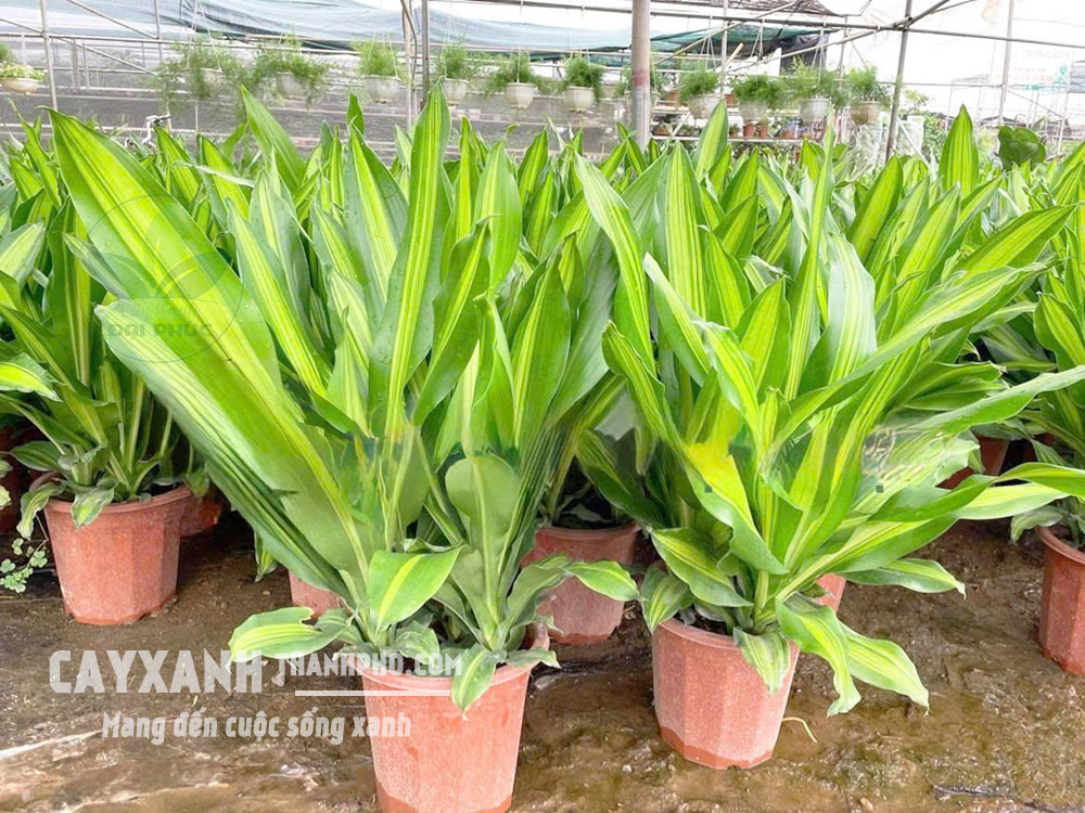 Cây Thiết Mộc Lan