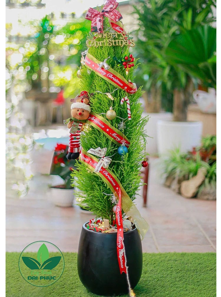 Cây thông noel