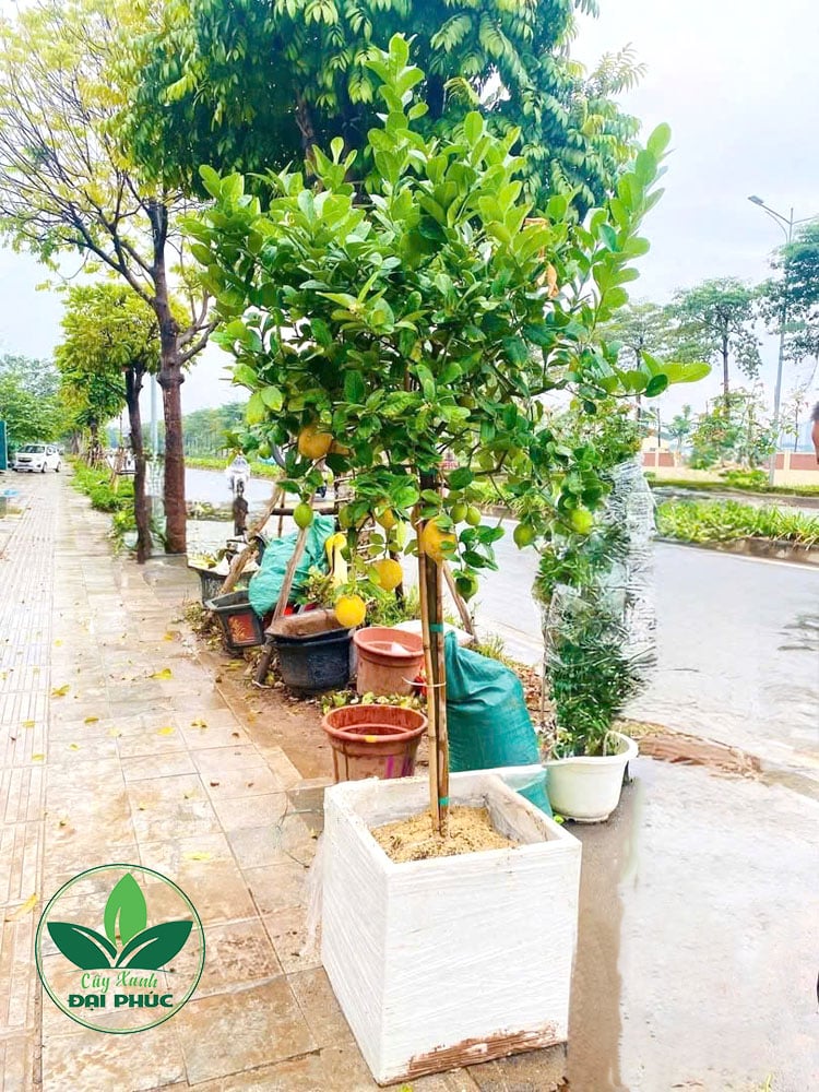 Cây chanh mỹ