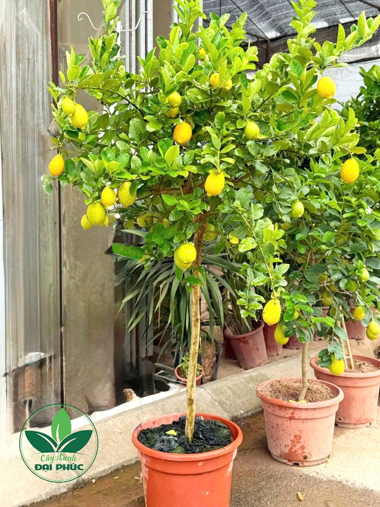 Chanh mỹ