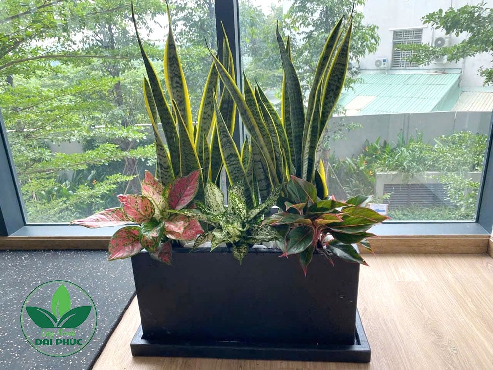 Chậu cây lưỡi hổ
