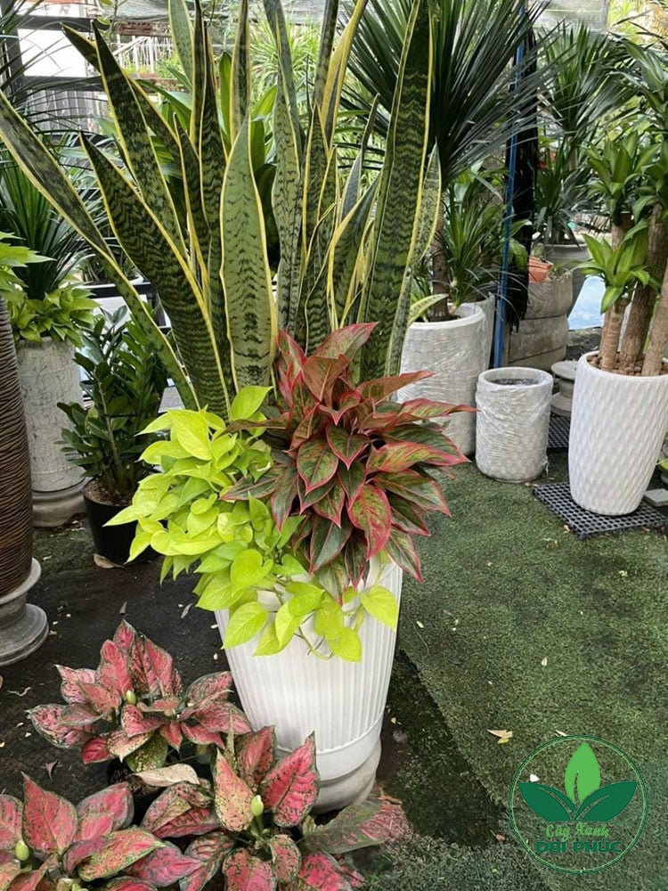 chậu cây lưỡi hổ