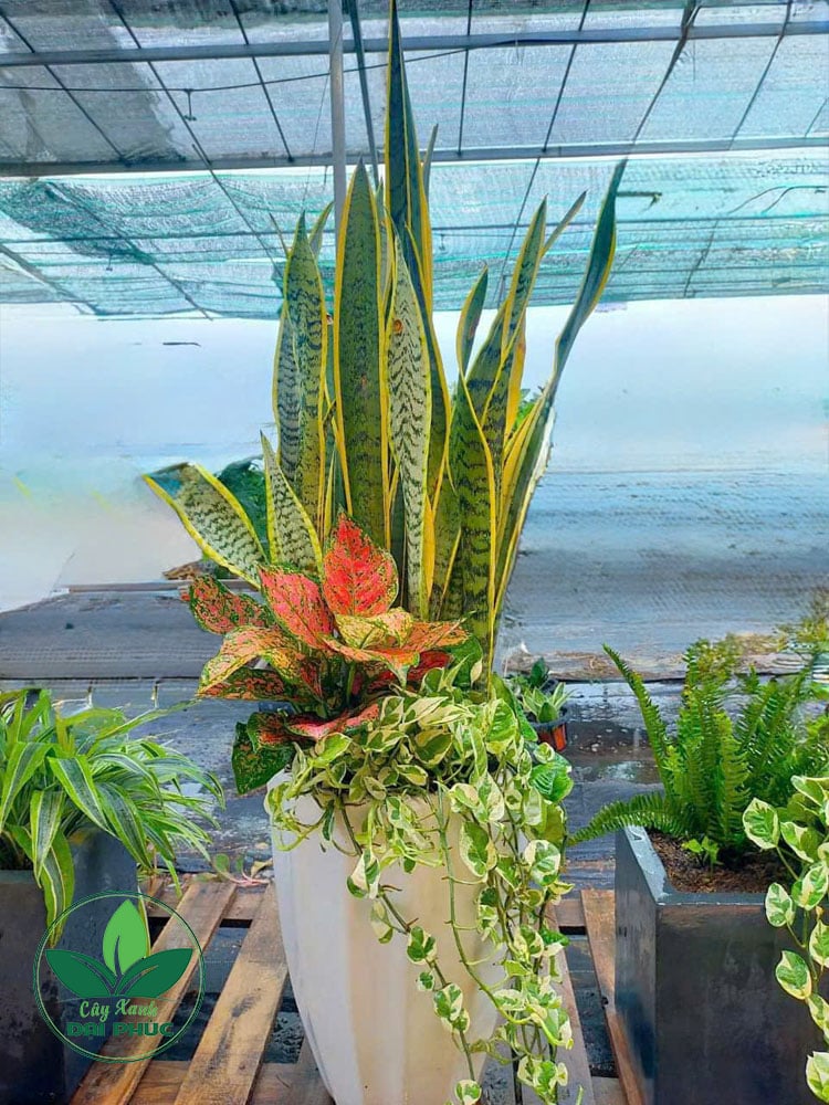 Chậu cây lưỡi hổ