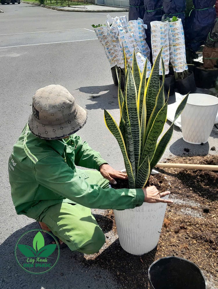 Chậu cây lưỡi hổ