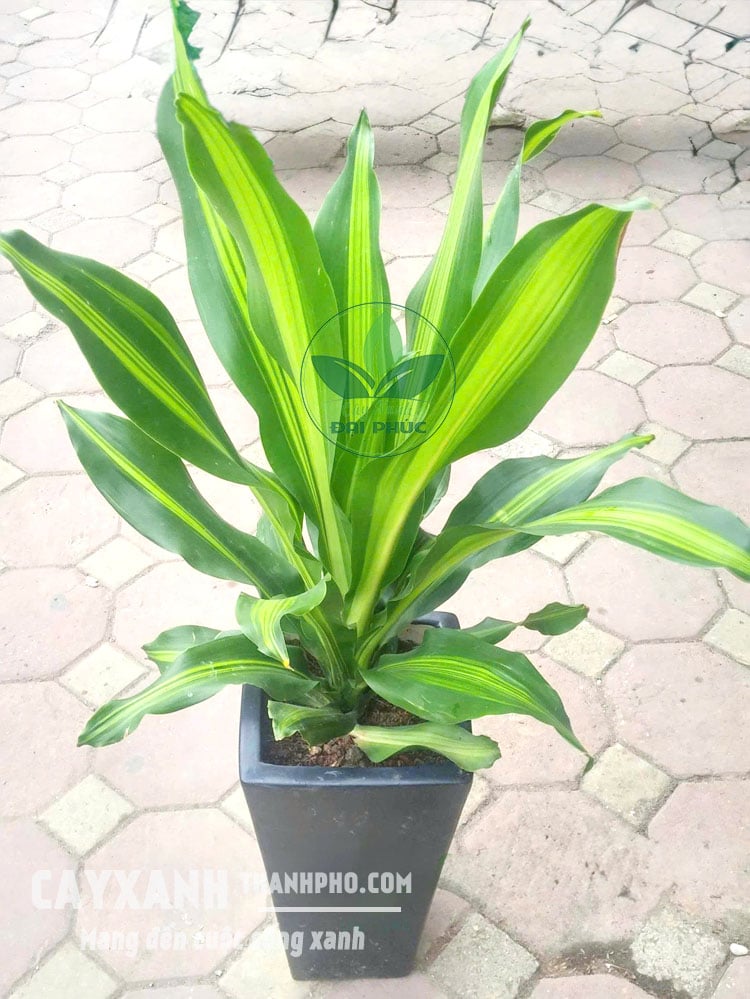 Cây Thiết Mộc Lan